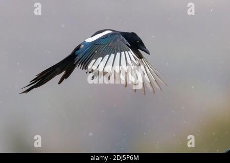 Eurasian Magpie (Pica pica), side view of an adult in flight, Campania, Italy Stock Photo