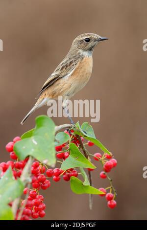 European Stonechat (Saxicola rubicola), side view of an adult femlae perched on a Common Smilax, Campania, Italy Stock Photo