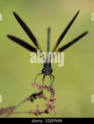 Copper Demoiselle (Calopteryx splendens), front view of an adult male spreading its wings, Campania, Italy Stock Photo