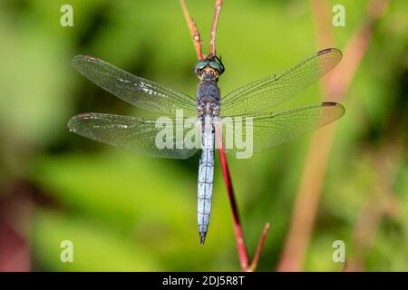 Keeled Skimmer (Orthetrum coerulescens), adult male seen from the top, Campania, Italy Stock Photo