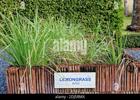 Lemongrass or Lapine or Lemon grass or West Indian or Cymbopogon citratus garden in Thailand Stock Photo