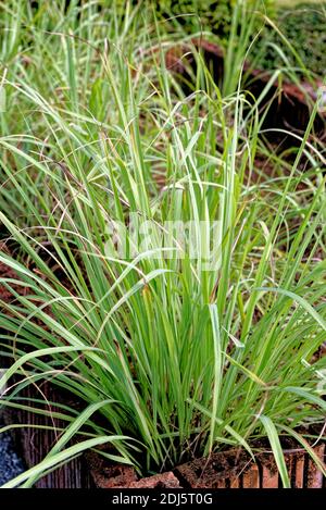 Lemongrass or Lapine or Lemon grass or West Indian or Cymbopogon citratus garden in Thailand Stock Photo