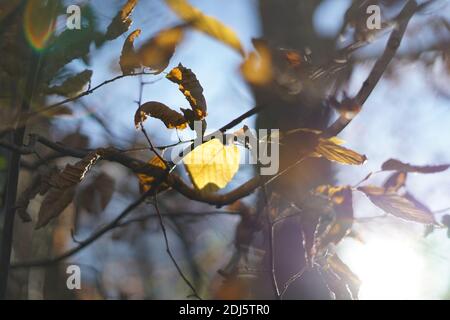 Autmun leaves in golden colours hanging on a branch Stock Photo