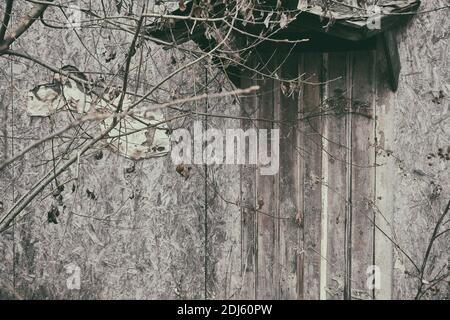 An old shabby building wall with a door made of wooden boards, copy space for text. Branches of bushes on the background of an old house Stock Photo