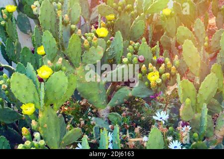 Prickly pear cactus flowers on a Sunny day in Sidi Bou Said, Tunisia - June 2019 Stock Photo
