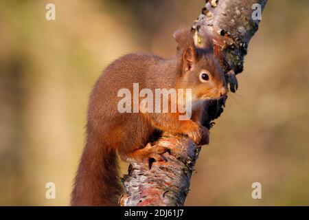 Red squirrel Sciurus vulgaris, in birch tree, Aberdeenshire, Scotland Stock Photo