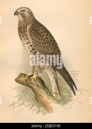 Plate 11 American Rough-Legged Hawk- Chromolithographed plate from 1893 book, The Hawks and Owls of the United States in Their Relation to Agriculture Stock Photo
