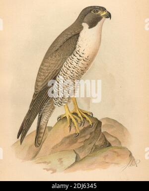 Plate 15 Duck Hawk (Peregrine falcon) Chromolithographed plate from 1893 book The Hawks and Owls of the United States in Their Relation to Agriculture Stock Photo