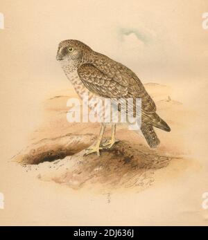 Plate 25, The Burrowing Owl - Chromolithographed plate from 1893 book 'The Hawks and Owls of the United States in Their Relation to Agriculture' Stock Photo