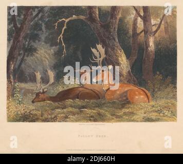 Fallow Deer Print