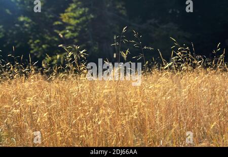 A field of wild oats, lush green trees in the background Stock Photo