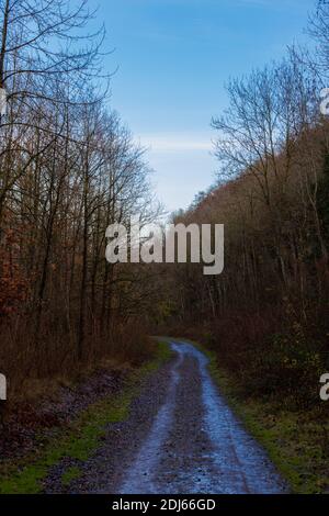 Dirt track in a forest near Maastricht full of mud during a sunny autumn morning in December Stock Photo