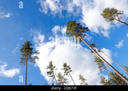 Low angle view pine trees. Stock Photo
