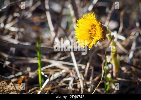 Close-up of yellow flower of Tussilago farfara, commonly known as coltsfoot. Selective focus, copy space for text. Stock Photo