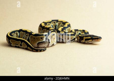 reptile, snake, python, studio, isolated, animal, white, ball, wildlife, wild, background, species, royal, yellow, vertebrate, white background, Stock Photo