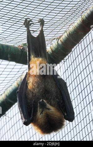 Mauritius fruit bat in captivity on Ile aux Aigrettes, Mauritius Stock Photo