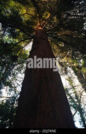 Giant Redwood (Sequoiadendron giganteum), Royal Botanic Gardens, Kew ...