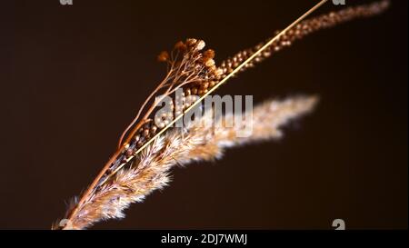Dry reeds isolated on white background. Abstract dry grass flowers, herbs. Stock Photo