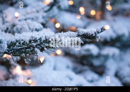 Green fir pine branch covered frost in snowy weather. Bokeh light and snow weather as Christmas background. Close up with selective focus and shallow Stock Photo