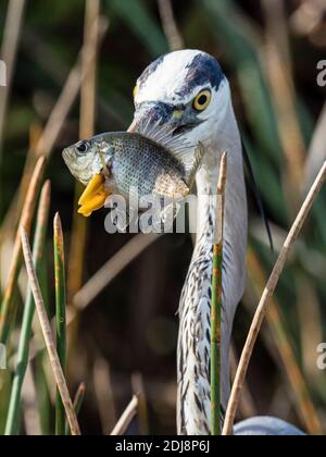 An adult great blue heron, Ardea herodias, spears a fish in Shark Valley, Everglades National Park, Florida, U.S.A. Stock Photo