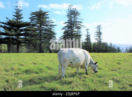 Norfolk Island. A Norfolk Blue breed of cow grazing in front of Endemic Norfolk Island Pines (Araucaria Heterophylla) Stock Photo