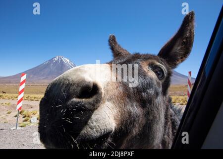 Wild burro, Equus africanus asinus in front of Licancabur stratovolcano, Andean Central Volcanic Zone, Chile. Stock Photo