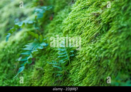 A Close up of Moss and Small Ferns in Ames Nowell State Park, Abington, Massachusetts Stock Photo