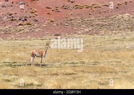 Adult vicuña, Vicugna vicugna, in the Andean Central Volcanic Zone, Antofagasta Region, Chile. Stock Photo