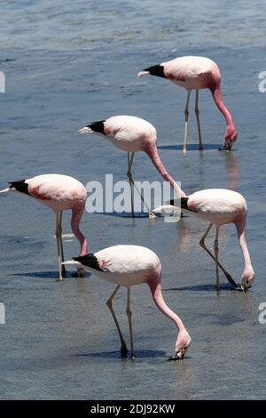 Andean flamingos, Phoenicoparrus andinus, Laguna Tara, Los Flamencos National Reserve, Antofagasta Region, Chile. Stock Photo