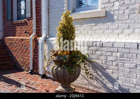 A vintage decorative stone standalone pot in the shape of a vase or pumpkin with a vine plant and a small shrub in it. Ornamental gourds are placed on Stock Photo
