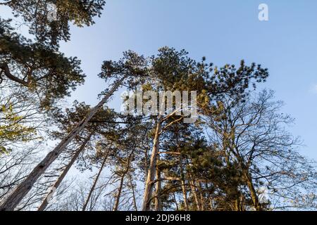 Forest of tall austrian pine trees seen from below with a blue sky in background taken in the park of Palic, Serbia. Also called pinus nigra or black Stock Photo