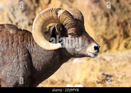 Rocky Mountain Big Horn Sheep Ovis canadensis Ram Stock Photo