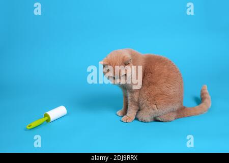 a red British cat sits near a sticky roller for cleaning clothes from wool, hair, dirt and debris, the criminal is caught in the act Stock Photo