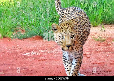 An up close view of an African Leopard (Panthera pardus) during the rainy season in Okonjima, Namibia. Stock Photo