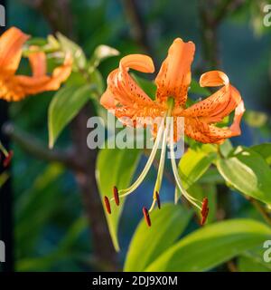 Henry’s Lily, Orangelilja (Lilium henryi)