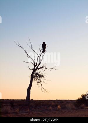 Black-breasted Buzzard (Hamirostra melanosternon) perched in a dead tree  along the William Creek - Coober Pedy road, South Australia Stock Photo