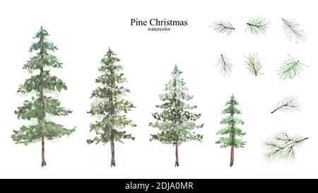 Conifer and pine branches watercolor set for decoration winter christmas festivals isolated on white background. Stock Vector