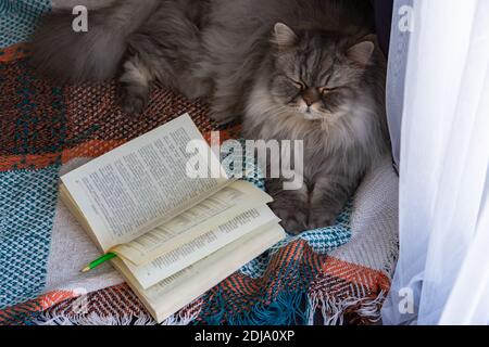 Fluffy Scottish cat lies with a book on a blanket on the floor. Open book top view. The concept of home comfort and reading. At home, a beautiful gray Stock Photo