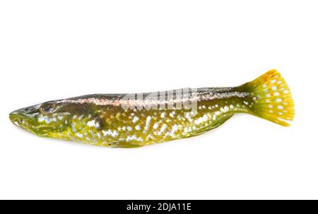 labrus viridis in front of white background Stock Photo