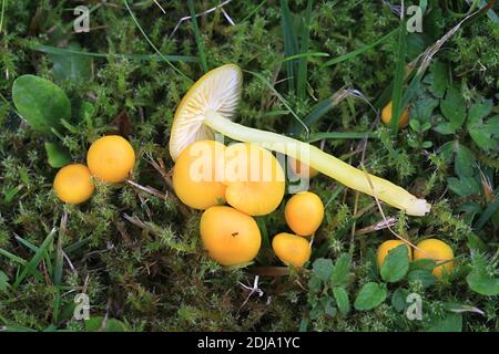 Hygrocybe ceracea, known as butter waxcap or wax cap, wild mushroom from Finland Stock Photo