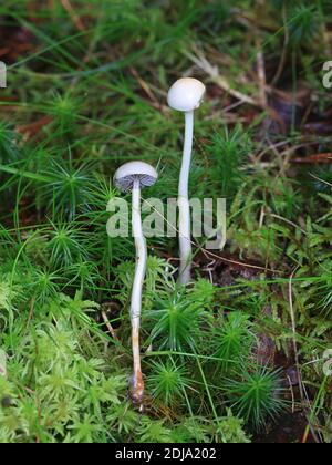Protostropharia alcis, also called Stropharia alcis, a roundhead mushroom from Finland with no common english name Stock Photo