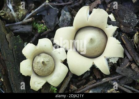 Geastrum fimbriatum, known as the fringed earthstar or the sessile earthstar, wild mushroom from Finland Stock Photo