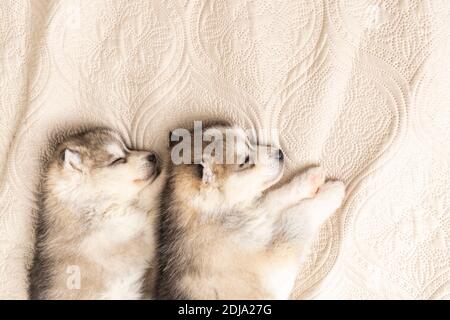 small husky puppies. with a black nose and blue eyes. they sleep sweetly on a light textured bedspread. copyspace Stock Photo