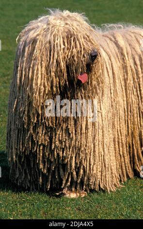 Komondor Dog standing on Grass Stock Photo