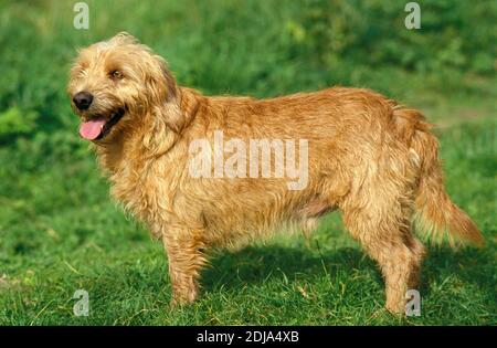 Brittany Fawn Basset or Basset Fauve de Bretagne, Dog standing on Grass Stock Photo