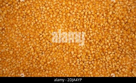 Popcorn maize background. Dry corn. Healthy eating. Yellow grain agriculture Stock Photo
