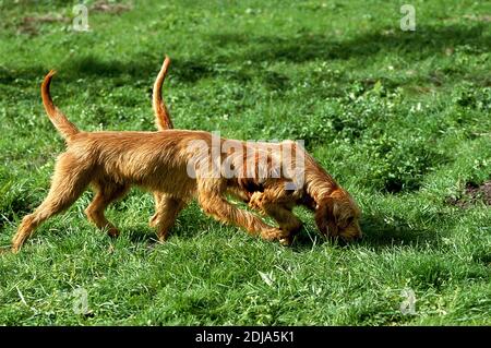 Fawn Brittany Griffon or Griffon Fauve de Bretagne, Dog smelling Grass Stock Photo
