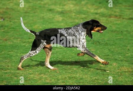 Great Blue Gascony Hound, Male Dog running on Grass Stock Photo