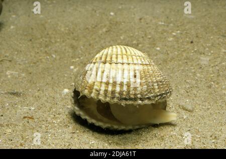 Common Cockle, cerastoderma edule Stock Photo