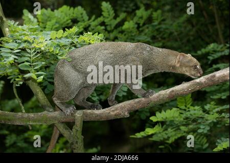 Jaguarundi, herpailurus yaguarondi, Adult standing on Branch Stock Photo